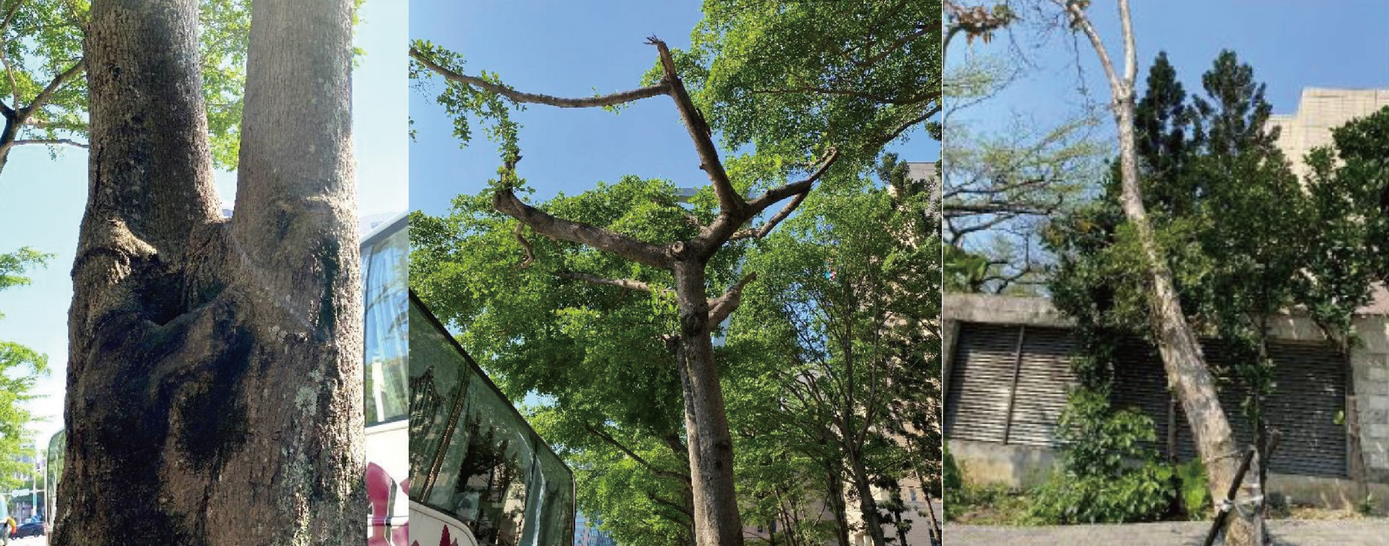 一棵行道樹為什麼會被移除？從臺北市法規、移植流程完整解讀