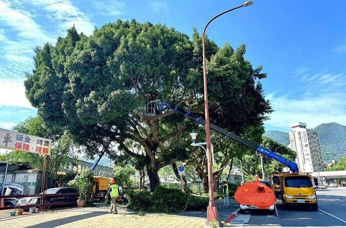 一棵行道樹為什麼會被移除？從臺北市法規、移植流程完整解讀