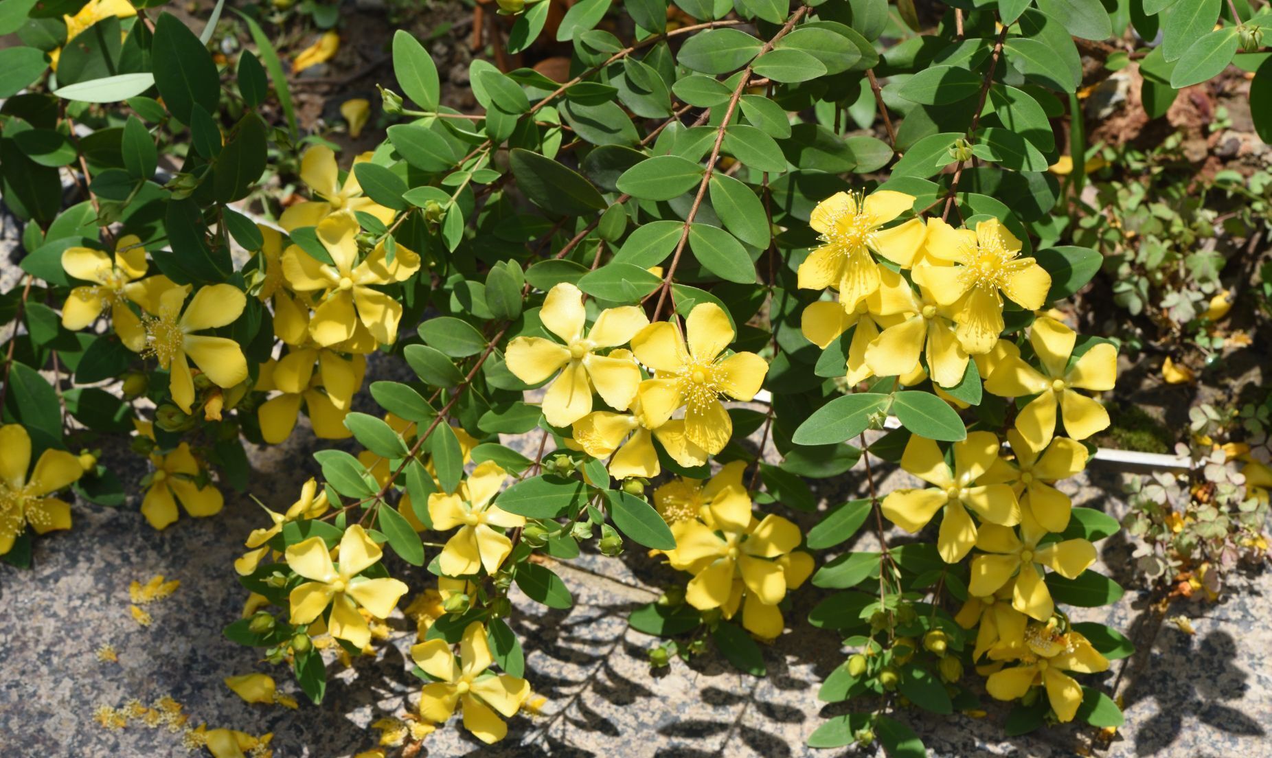 原生植物園藝化開發